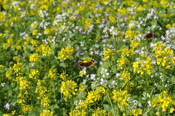 Ackersenf und Ölrettich