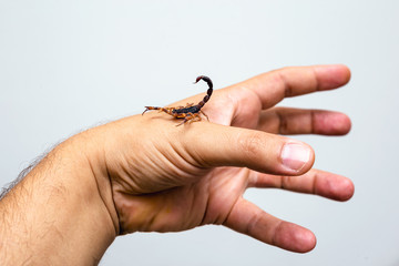 photo of a scorpion sting in a person's hand. Scorpion sting, scorpion poison. Tityus serrulatus,...