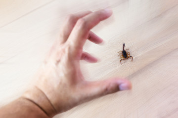photo of a scorpion sting in a person's hand. Scorpion sting, danger scorpion poison.