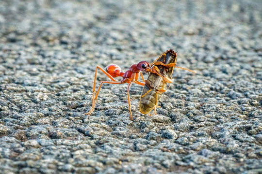 red bulldog ant, australia