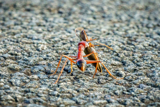 red bulldog ant, australia