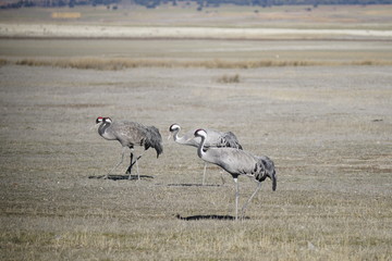 Fototapeta premium common crane