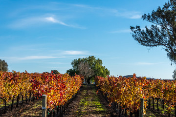 Fototapeta na wymiar San Luis Obispo California Vineyards Autumn Colors