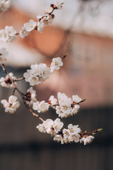 flowering apricot branch on a blurred background. Spring background. Blooming fruit tree. white apricot flowers. A branch with many buds outdoors.
