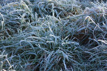 frost on grass