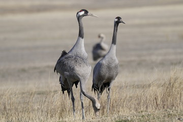 common crane