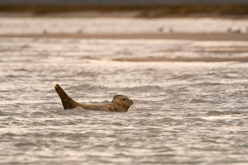 Phoque en Baie de Somme