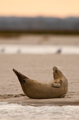 Phoque en Baie de Somme © Alonbou