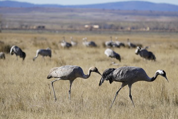 common crane