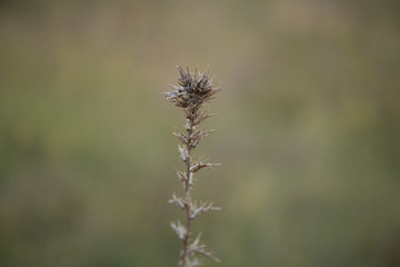 thistle in field