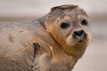 Phoque en Baie de Somme © Alonbou
