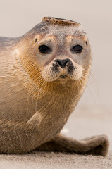 Phoque en Baie de Somme © Alonbou