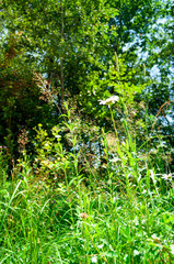 Summer abstract nature background with reen grass in sunlight in the meadow. Beautiful nature scene with grass and flowers. Beautiful landscape of countryside in the meadow