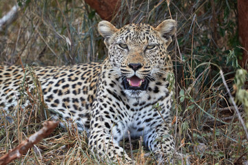 Fototapeta na wymiar Leopard lying down in the bush