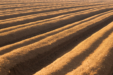 Travail de la terre avant la plantation de pommes de terre