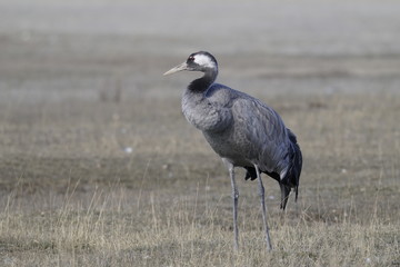 common crane