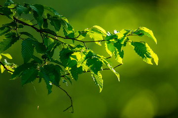 Jeune pousse de Hêtre au printemps