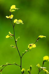 Jeune pousse de Hêtre au printemps