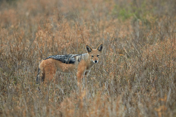 Fototapeta premium Black backed jackal standing in the grass