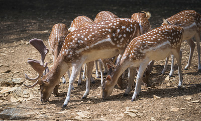 Herd of roe deers close up