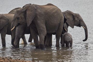 Herd of African Elephants drinking