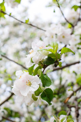 White spring apple or cherry blossom outdoor. Spring flowers background. Blooming apple tree. Spring season at countryside. Apple blossom background. Spring blossom of apple tree