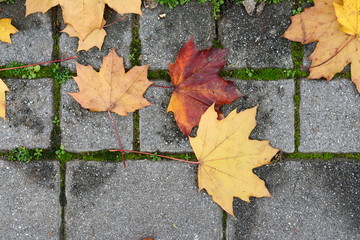 Autumn leaves on walkway. Fallen Autumn Leaves on the on the Sidewalk Paved with Gray Concrete Paving Stones and Grass Lawn Top View. Autumn Approach, Season Change Concept