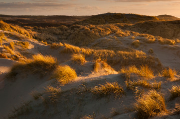 Fototapeta na wymiar La lande dunaire près de Quend-Plage