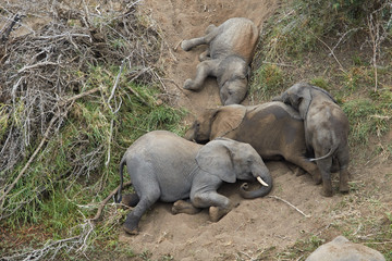 These African Elephants were sliding down the hill