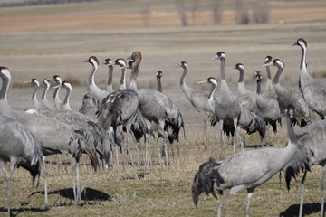 common crane