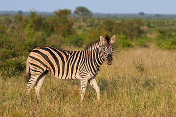 Plain zebra in the savannah