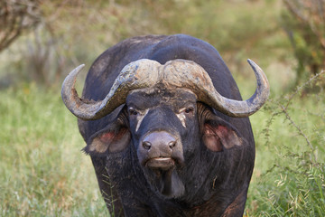 Naklejka premium Close up of a cape buffalo