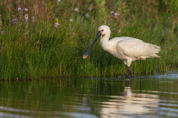 Parc de la Bouvaque à Abbeville