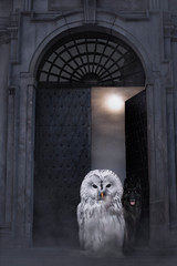 The Owl and the Guardian - obrazy, fototapety, plakaty