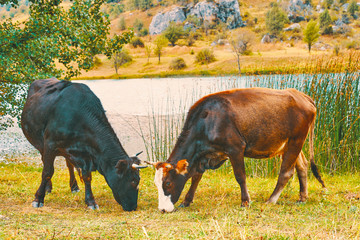 Herd of cows. Bovine eat grass near the river
