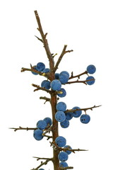 Blackthorn berries with twig, prunus spinosa isolated on white background. Prunus spinosa is a...