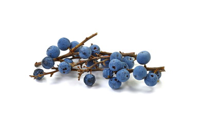 Blackthorn berries with twig, prunus spinosa isolated on white background. Prunus spinosa is a...