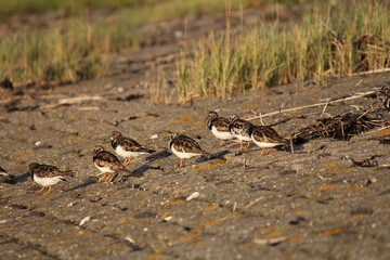 a group ruddy turnstones at the dyke along the westerschelde sea in summer