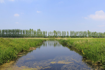 a broad ditch with water in a green meadow in the dutch countryside in springtime