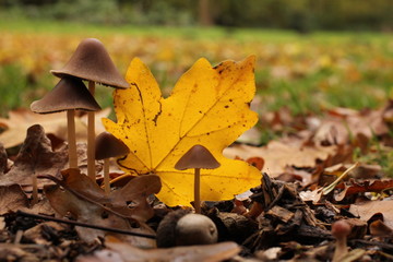 little brown mushrooms and a yellow leaf in the forest in autumn