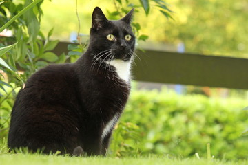 a black cat with a white spot sits in a green garden in springtime