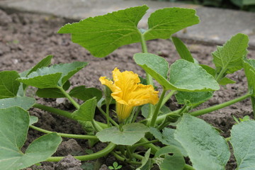 a pumpkin plant with a yellow flower in the vegetable garden closeup