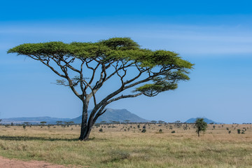 Fototapeta na wymiar The Serengeti plains, panorama of the savannah with a typical big acacia tree