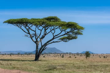 Foto op Aluminium The Serengeti plains, panorama of the savannah with a typical big acacia tree © Pascale Gueret