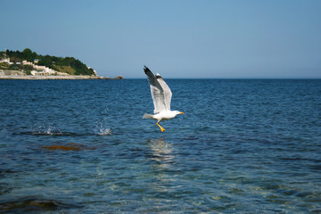 White seagull flies on the rocks of a stone beach of the Black Sea