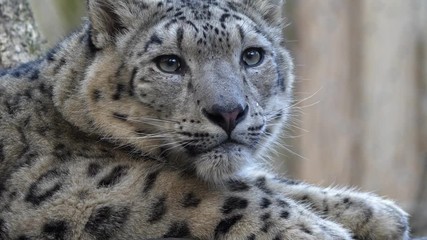 Snow leopard portrait leaving