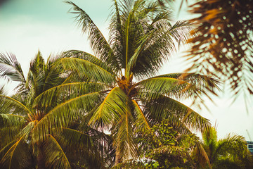 Fototapeta na wymiar palm in the park
