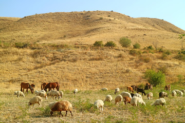 Flock of Sheep and Cow Grazing Freely in the Field, Vayots Dzor Province, Armenia