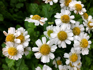 Blooming white chamomile. Spring or summer botanical photo with a lot of small white flowers with yellow center.