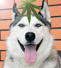 Dog and good mood. Dreams of a pet.